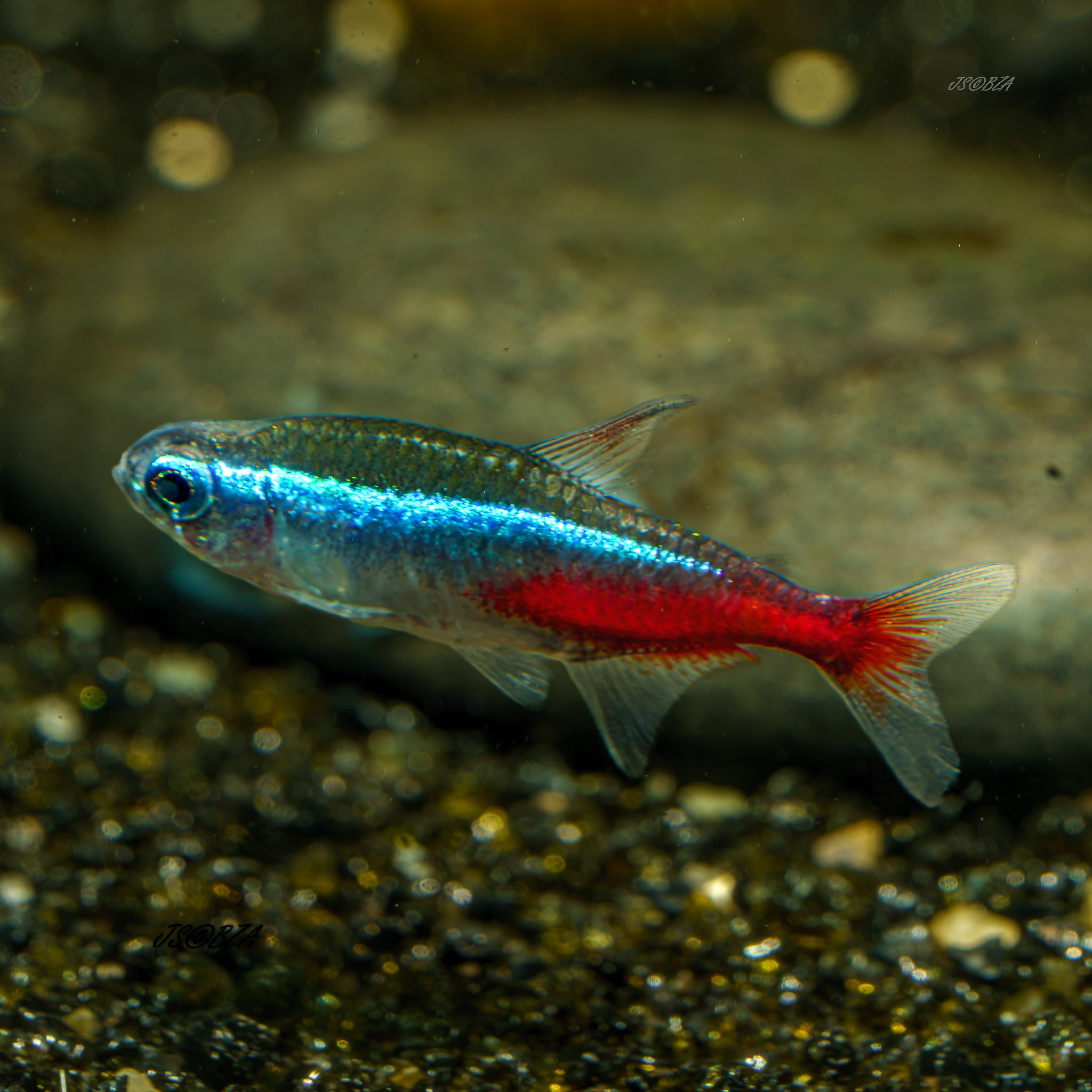Neon Tetra