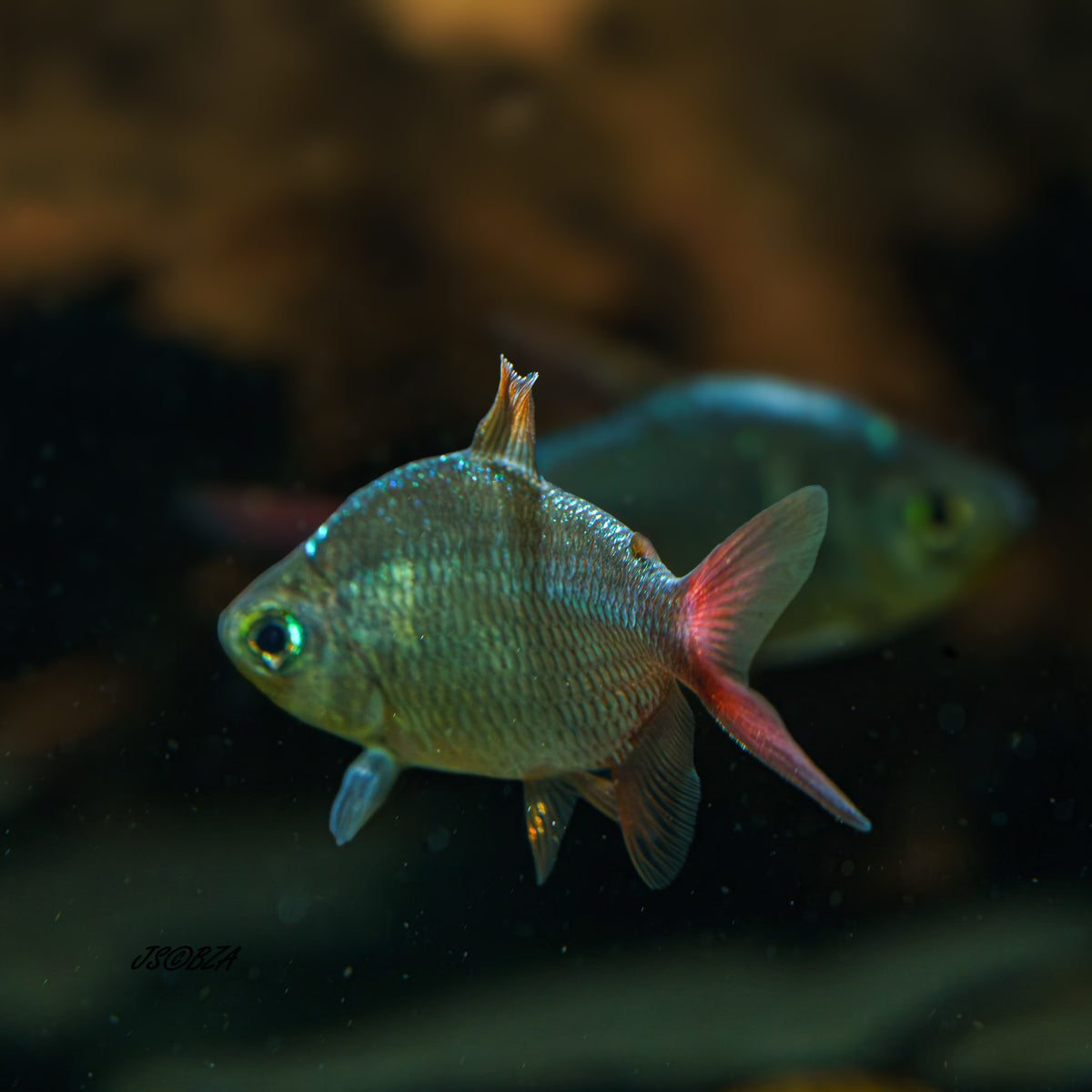 Colombian Tetra