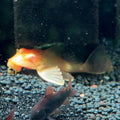 Albino Sailfin Pleco freshwater aquarium fish