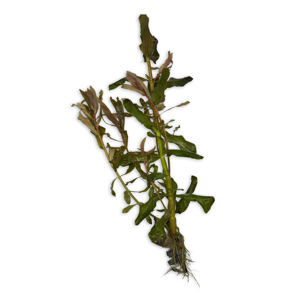 Ammannia Senegalensis