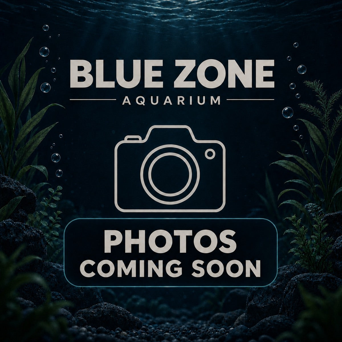Java Moss — photos coming soon