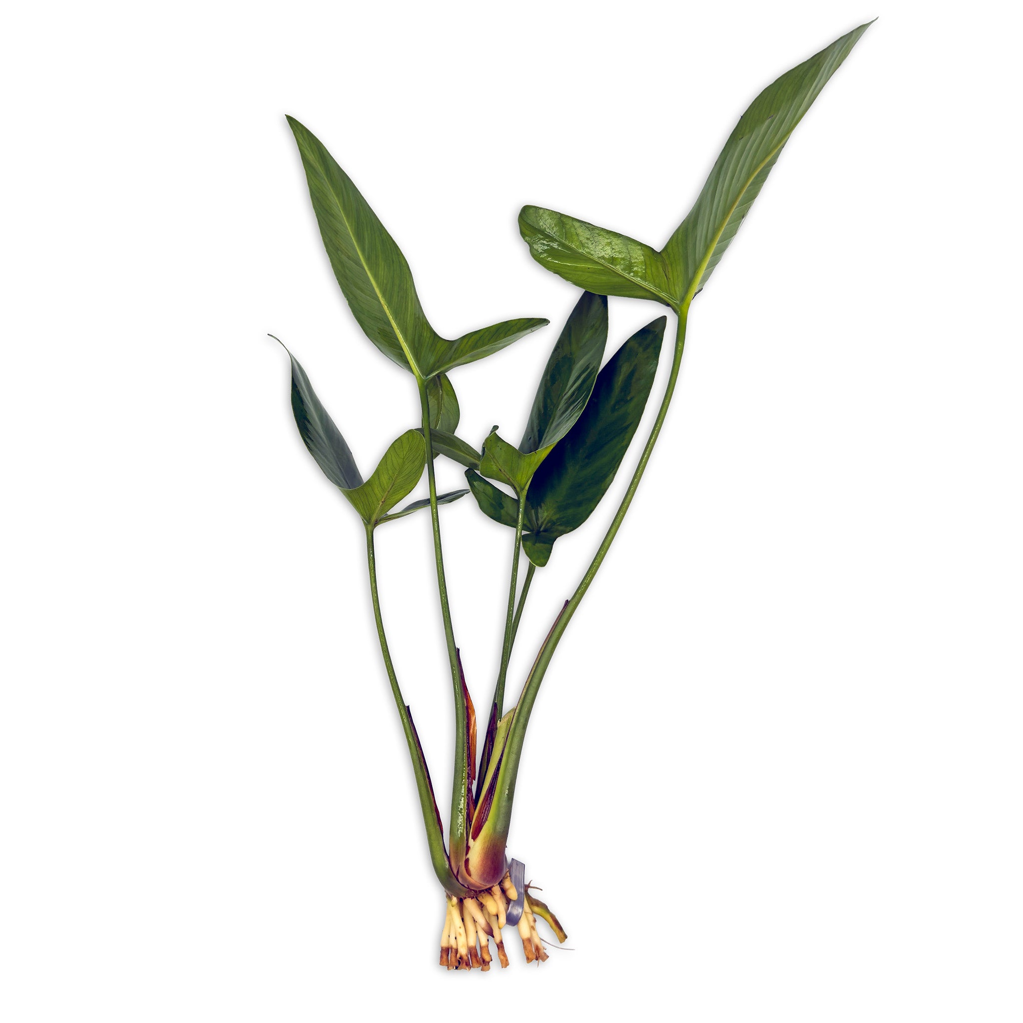 Anubias Gigantea