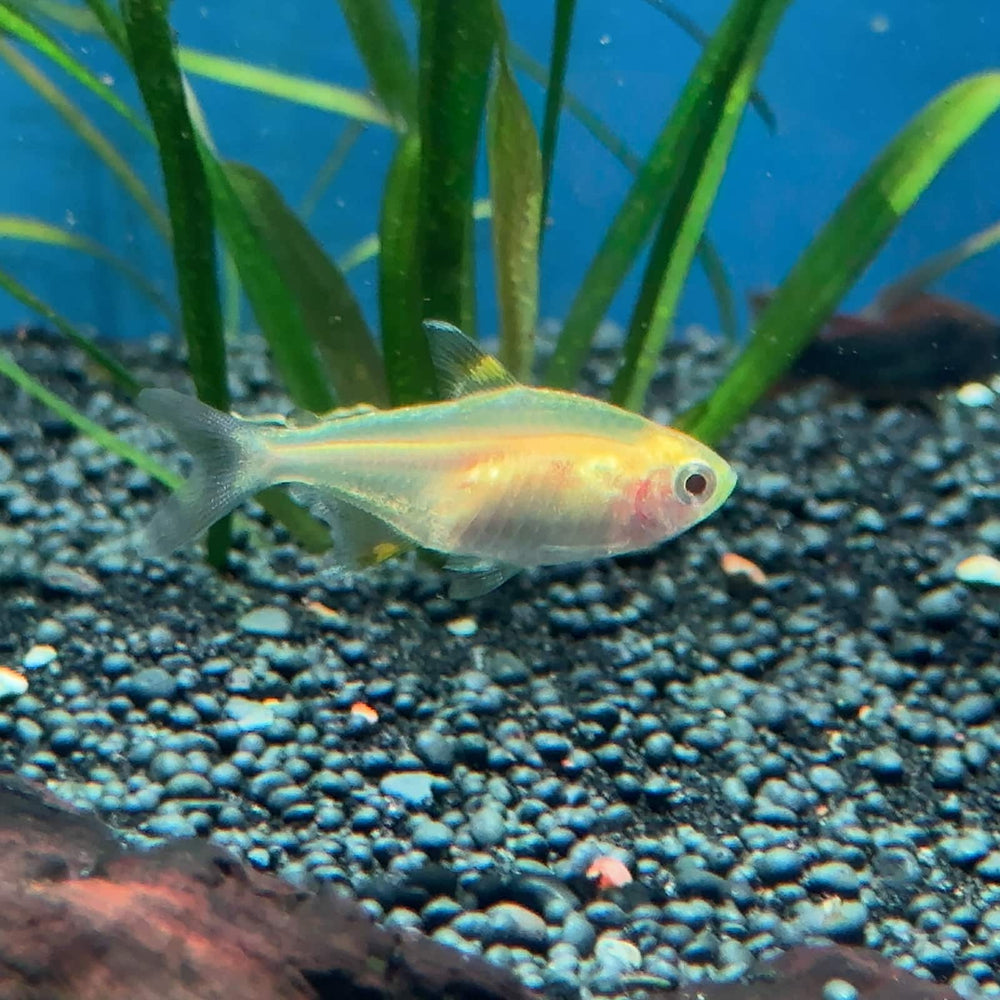 Gold Pristella Tetra 3 Pack