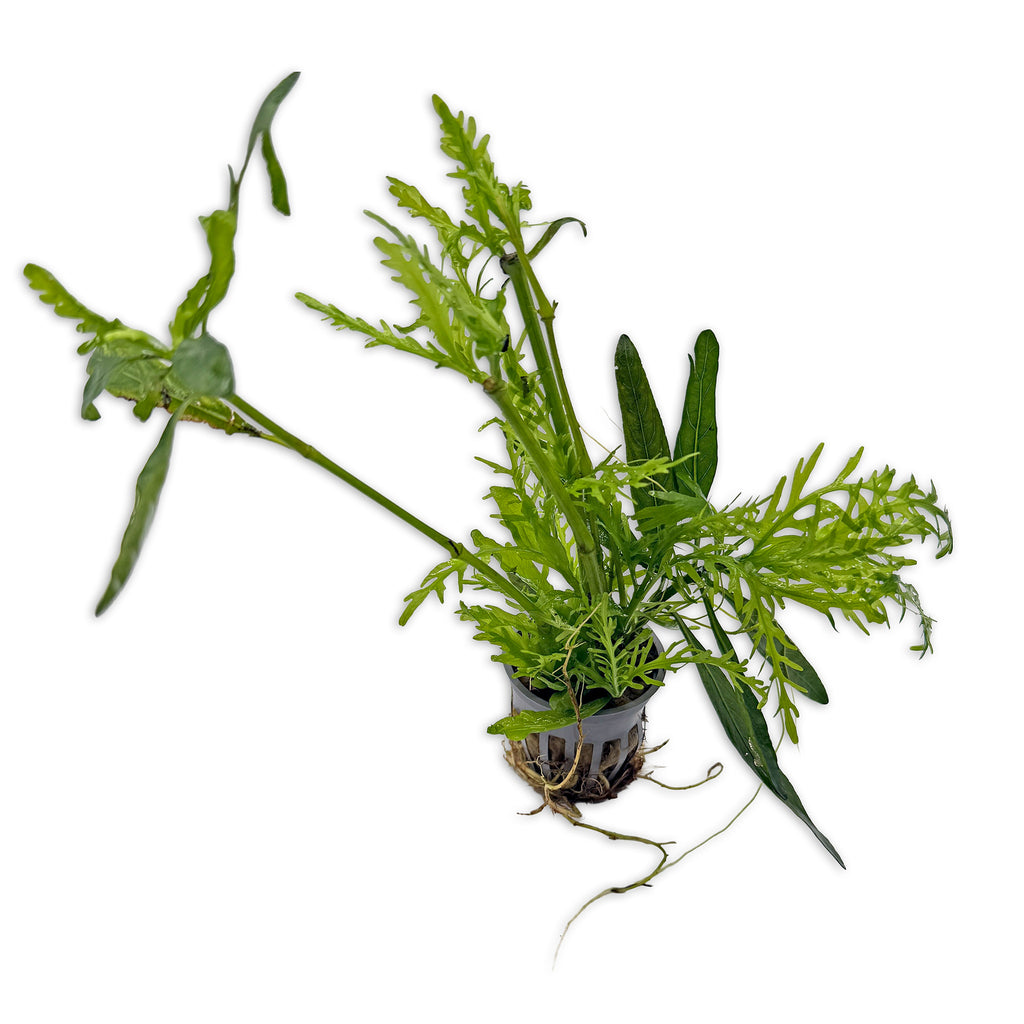Hygrophila Odora