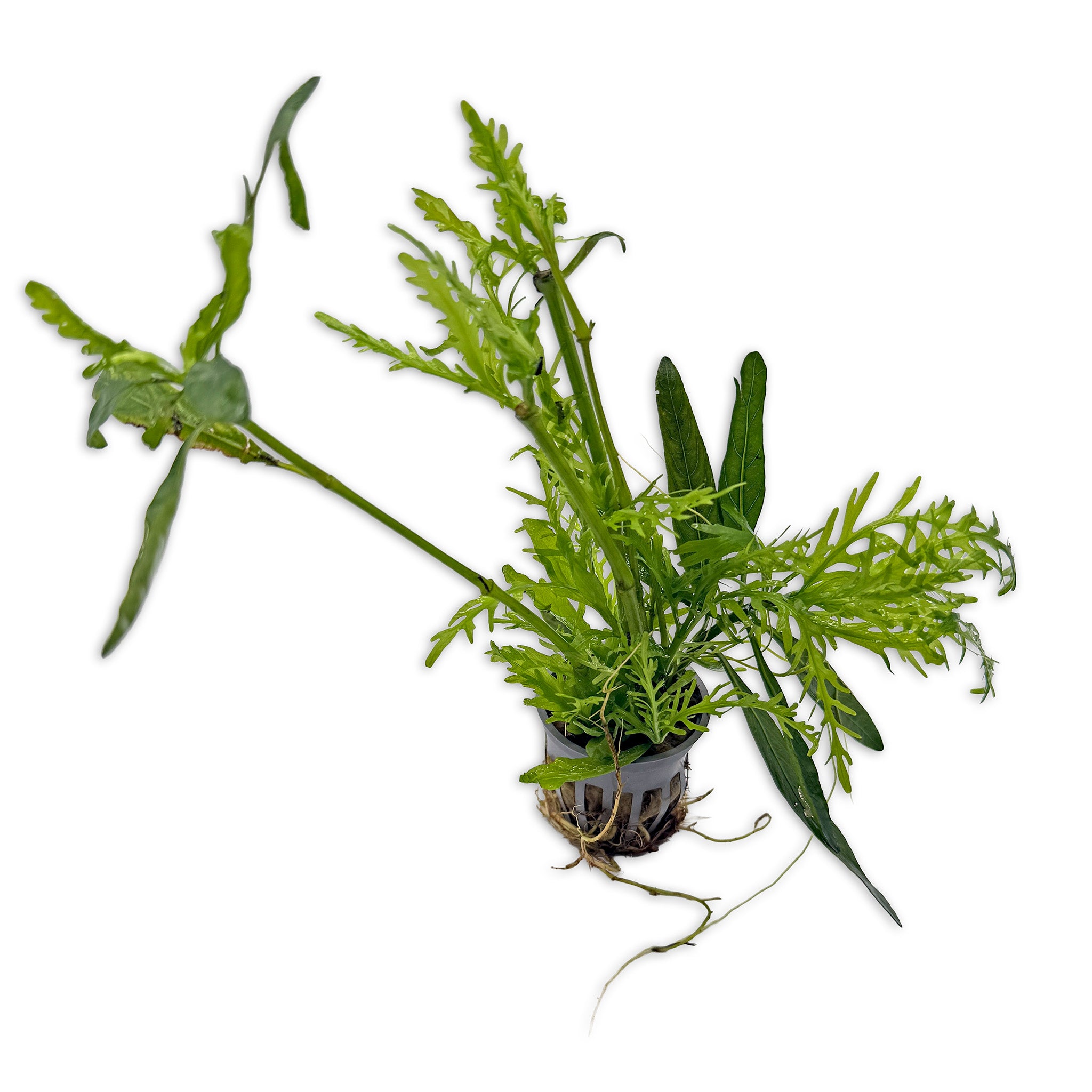 Hygrophila Odora