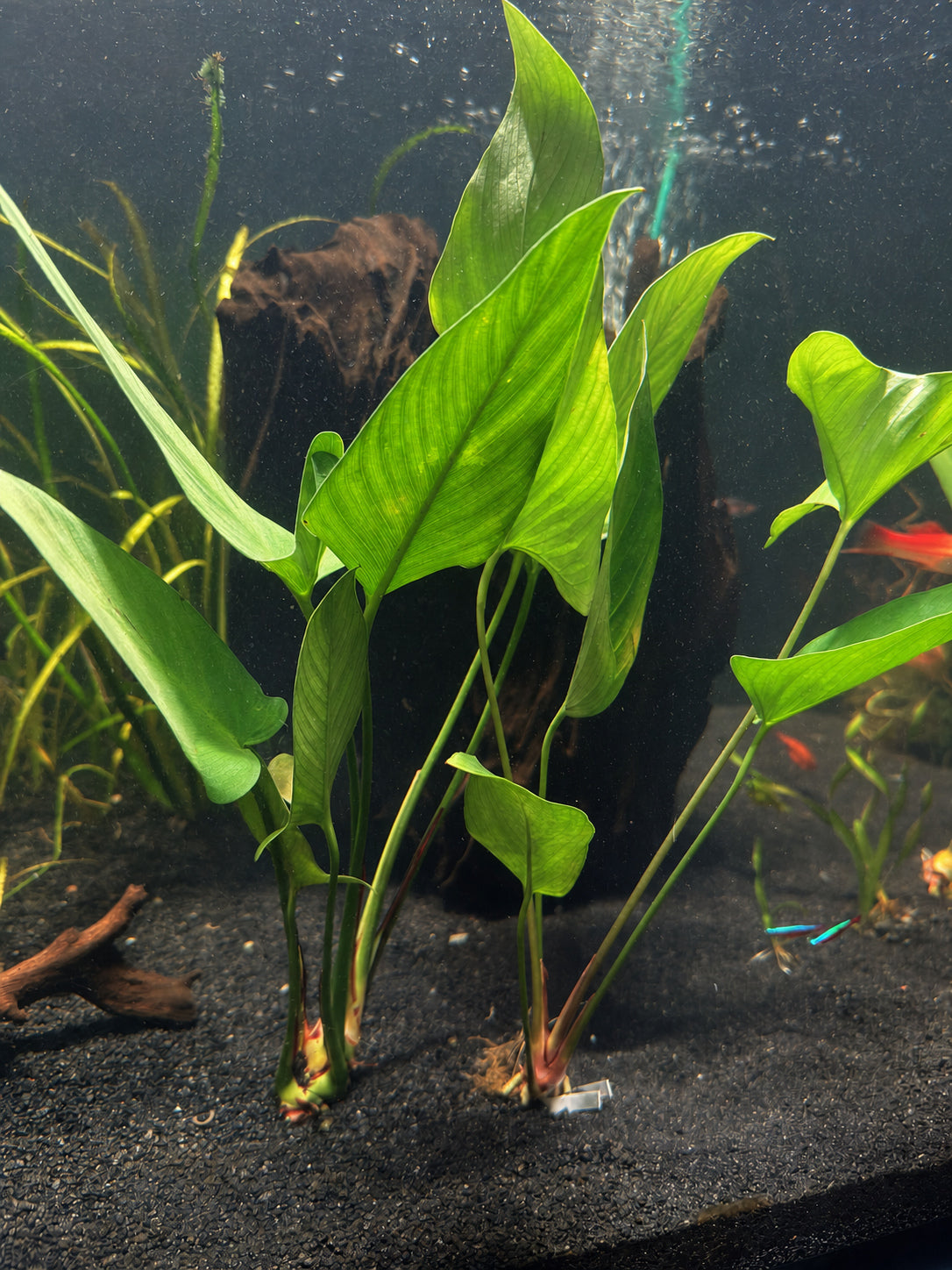 Anubias Gigantea