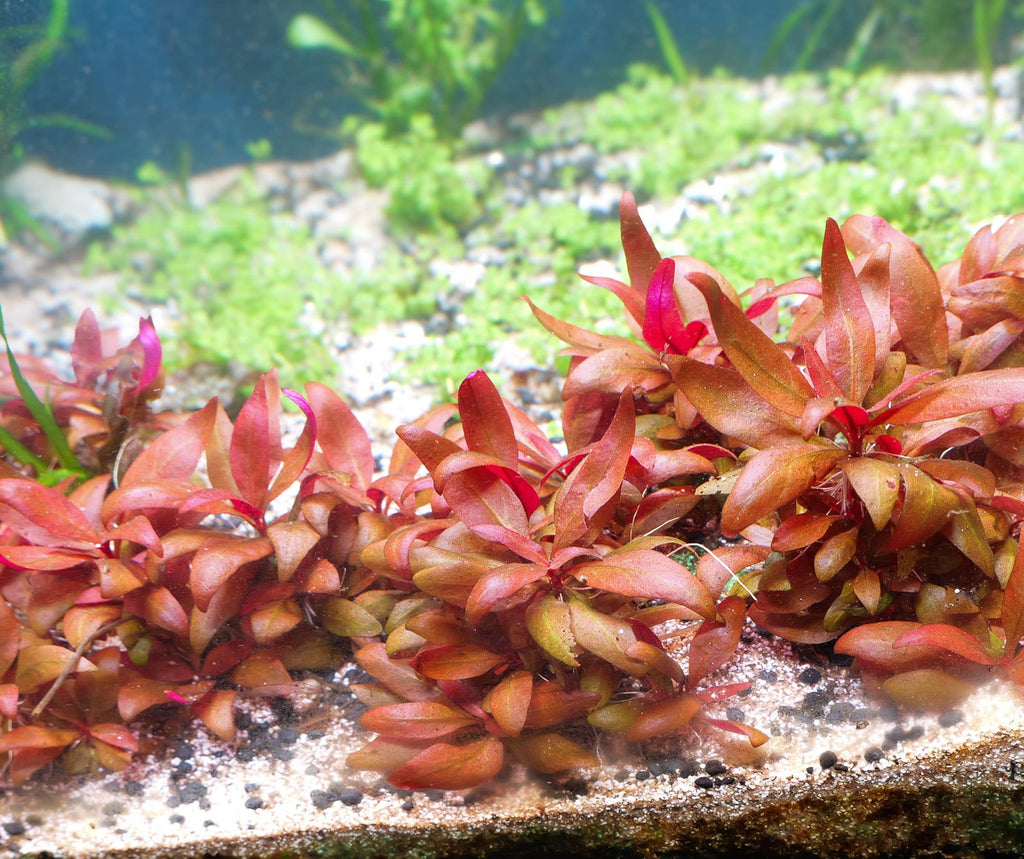 Fresh grown Alternanthera Reineckii Mini compact red foreground aquarium plant grown in Blue Zone Aquarium systems
