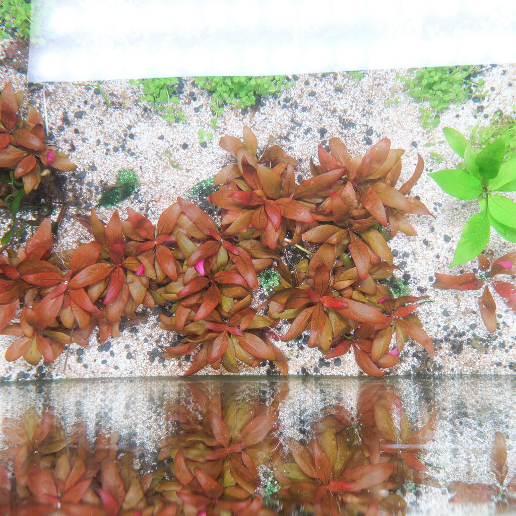 Fresh grown Alternanthera Reineckii Mini growing submerged in Blue Zone Aquarium plant systems