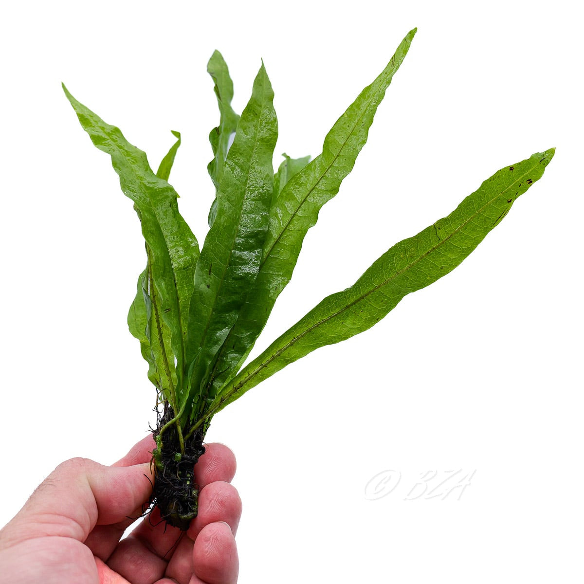 Live Red Java Fern aquarium plant