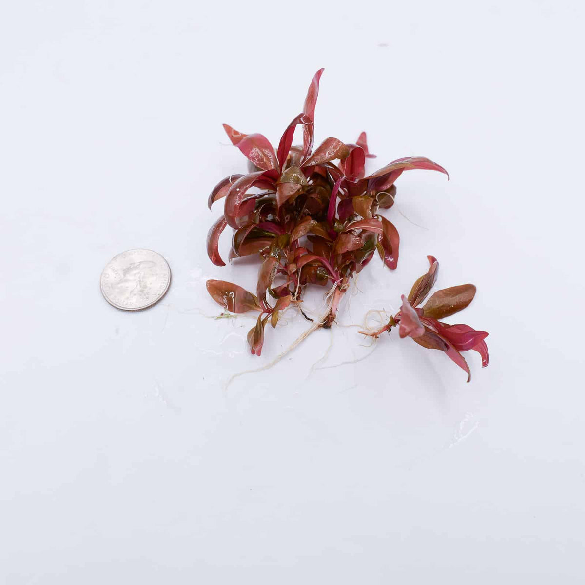 Alternanthera Reineckii Mini compact red aquarium plant with coin for size reference