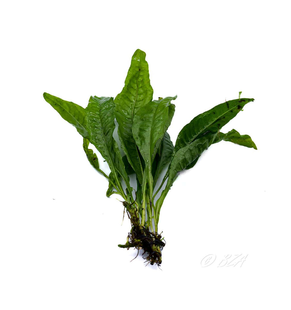 Java Fern Standard bare root aquarium plant