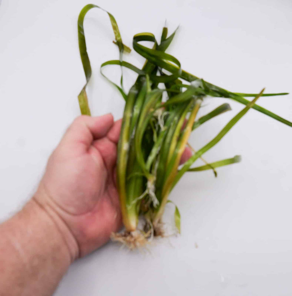 Vallisneria Gigantea aquarium plant