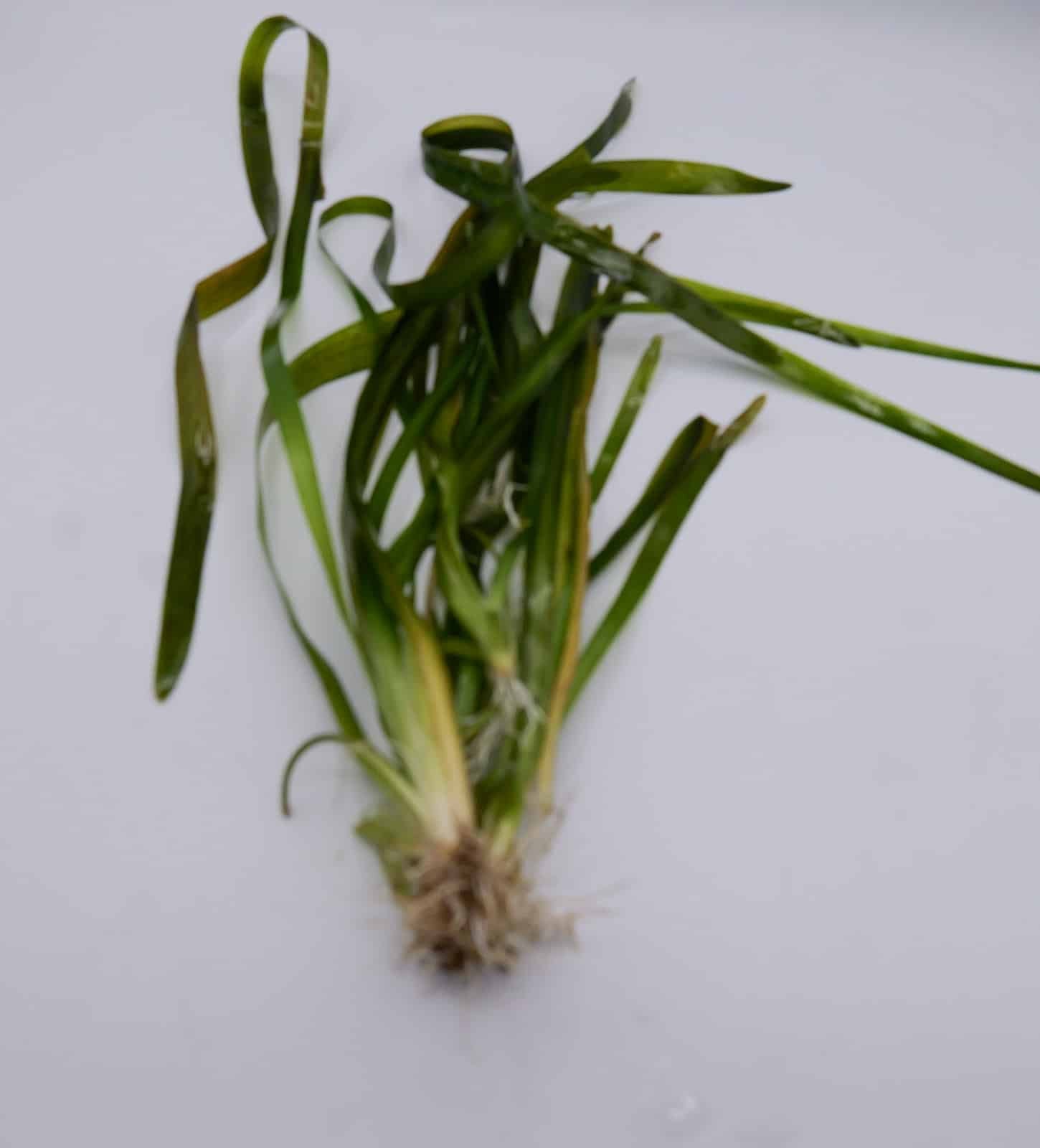 Vallisneria Gigantea