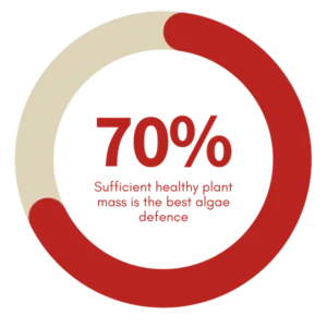 keep seventy percent of your aquarium planted to eliminate algaeh