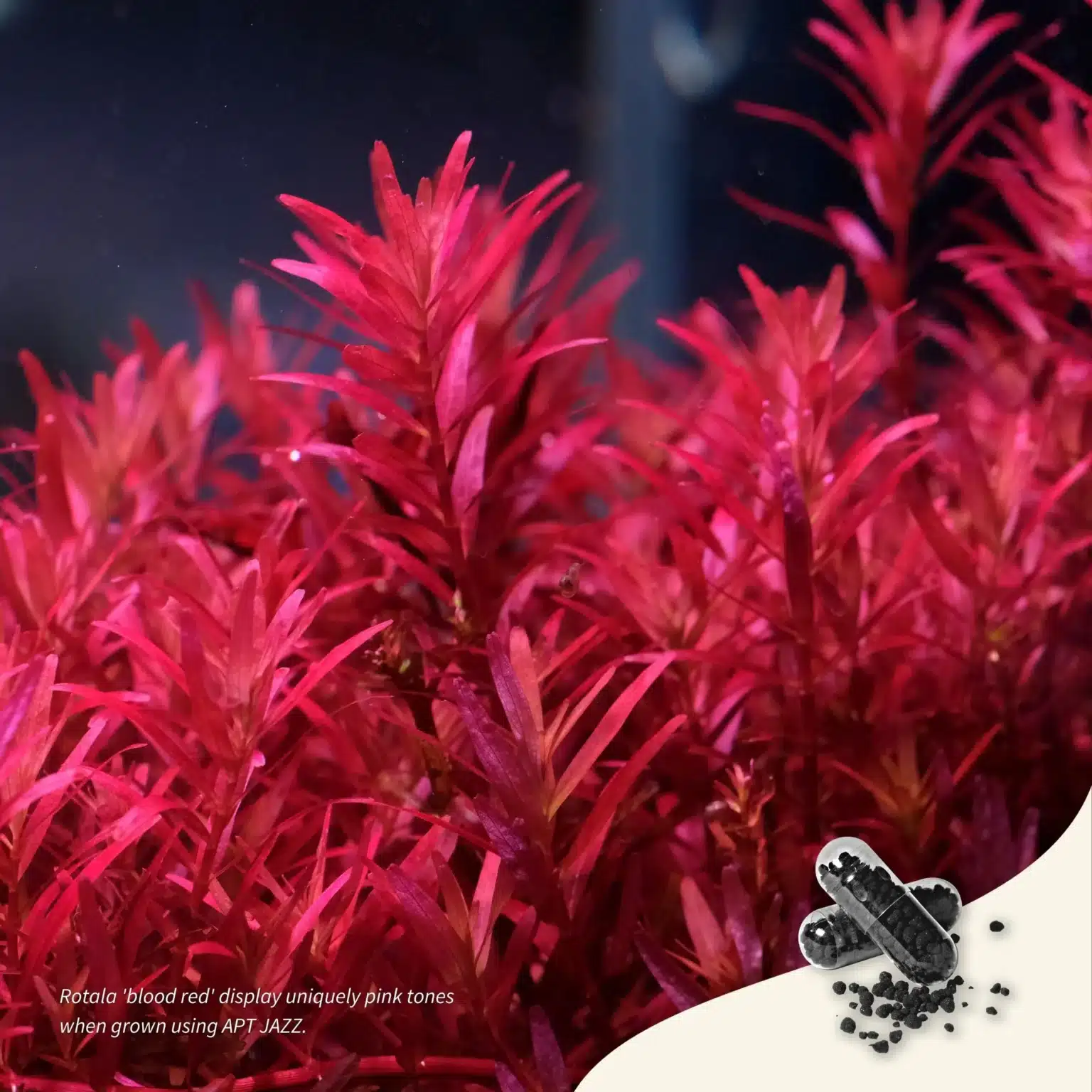 Alt: Red aquatic plants thriving with APT Jazz Root Tabs – Suitable for planted tanks with shrimp
