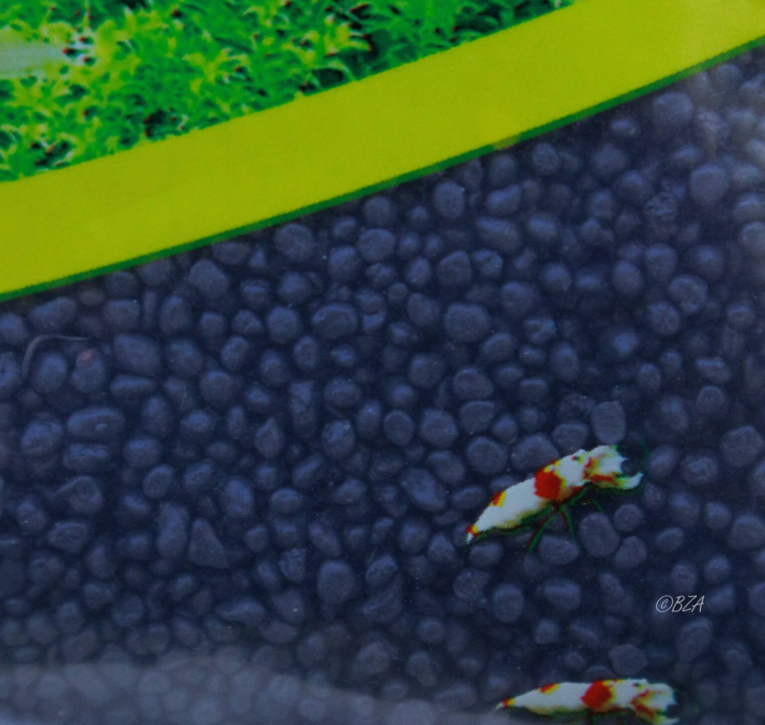 Macro view of large grain TNA Aquarium Soil with red and white Caridina shrimp on dark, rounded substrate.
