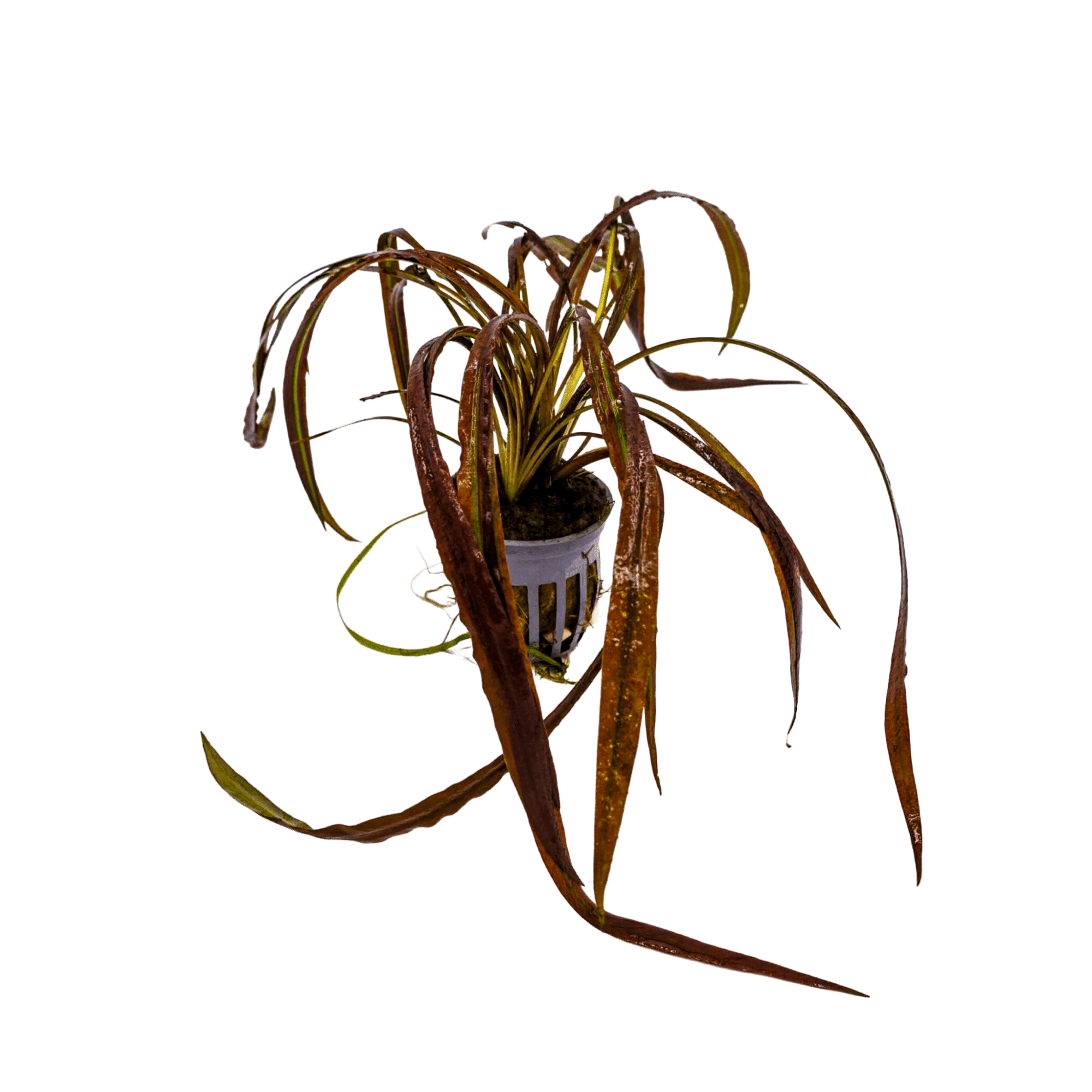 Cryptocoryne spiralis ‘Tiger’ (Tiger Cryptocoryne)