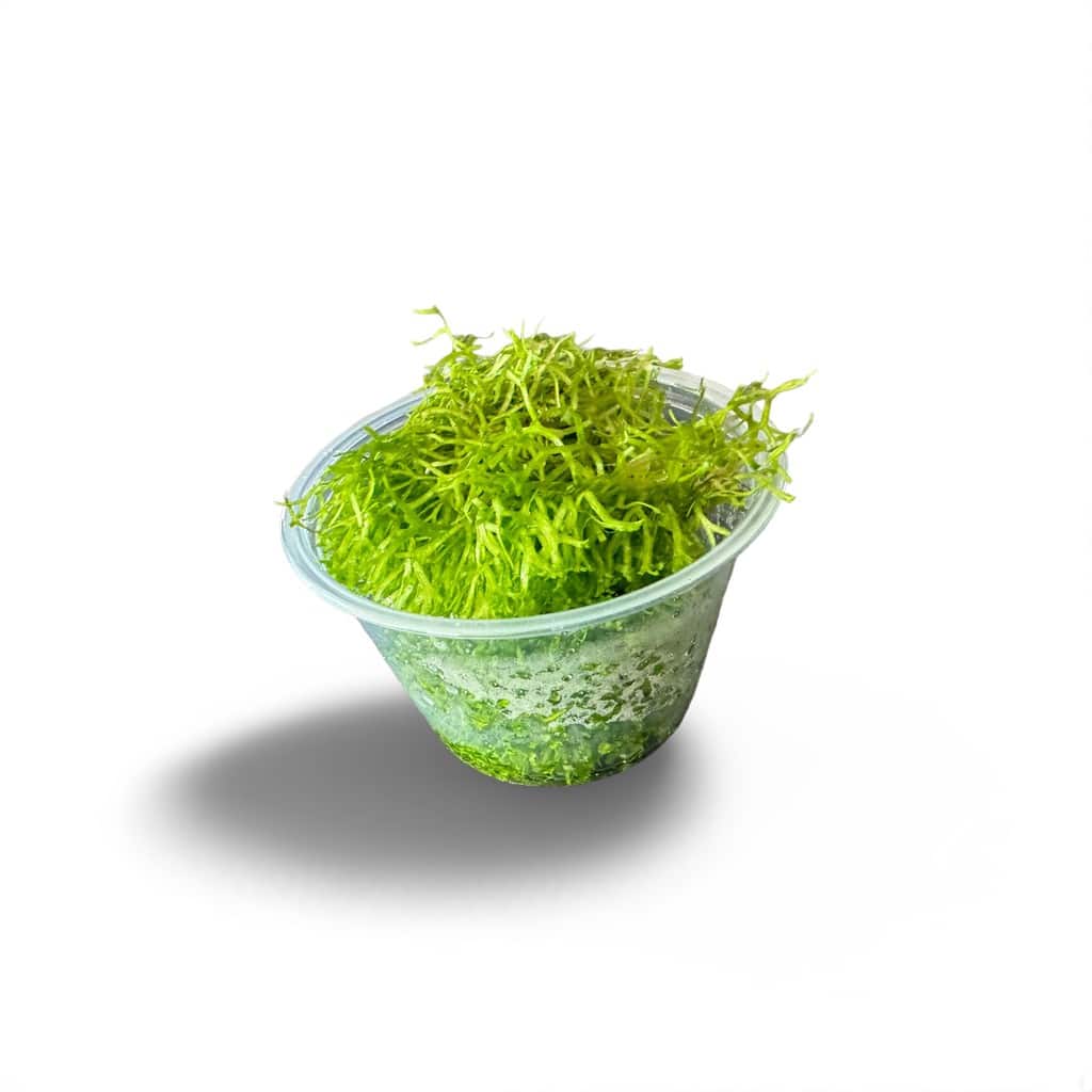 Riccia fluitans (Crystalwort) – 4 oz Cup of Live Floating or Tied like Aquatic Moss