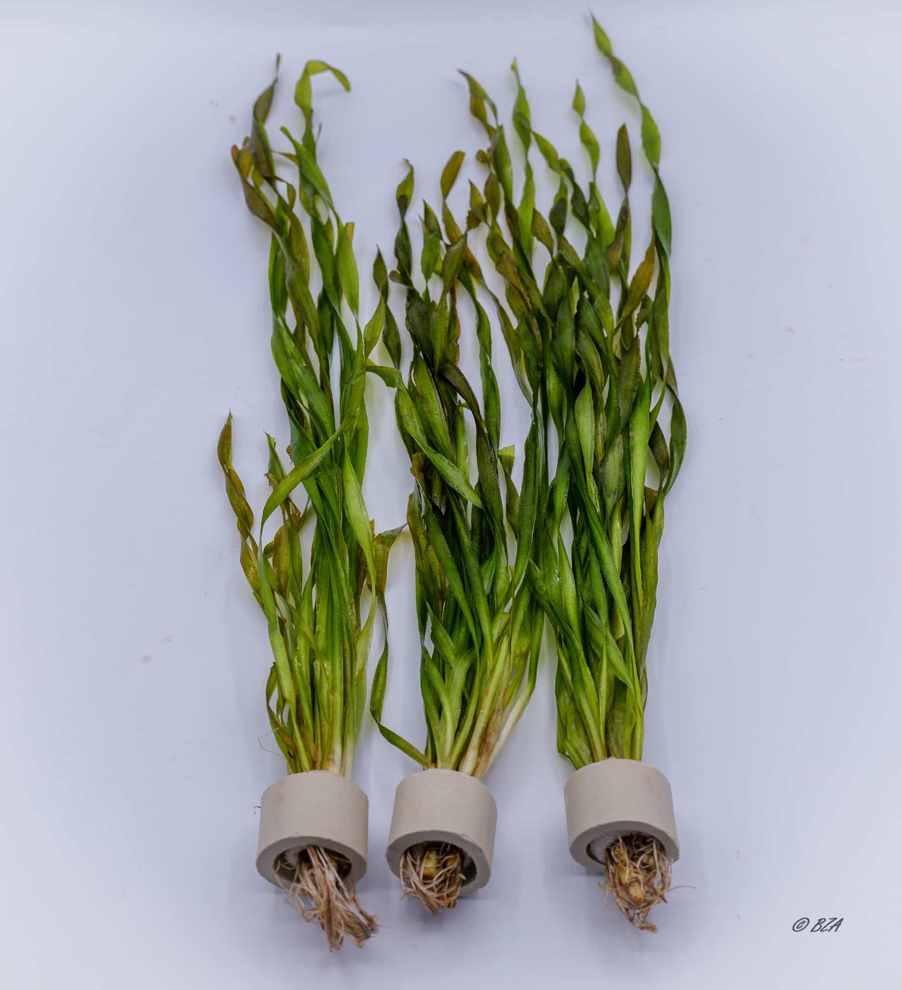 3 Bunches Val Contortionist