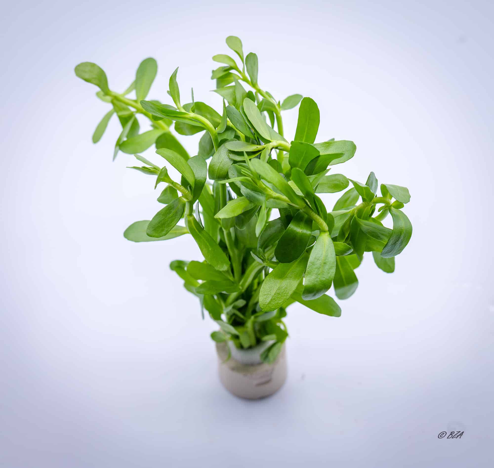 Bacopa monnieri Moneywort