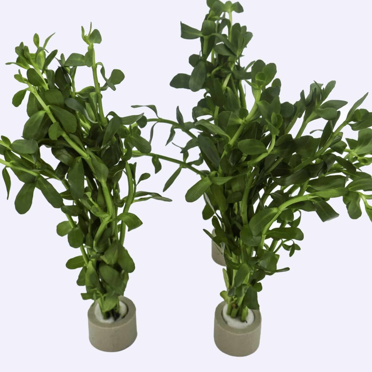 bacopa and ceramic rings on white background