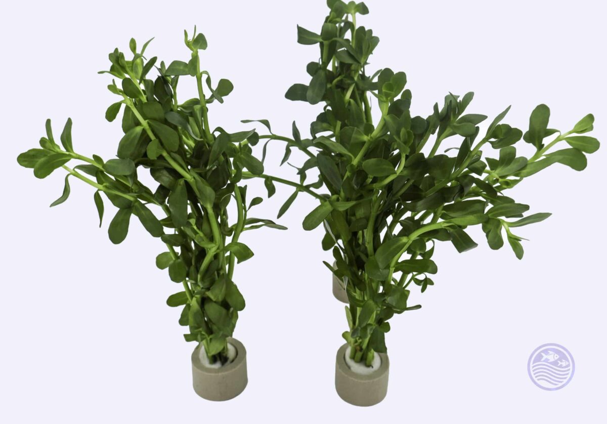 bacopa and ceramic rings on white background