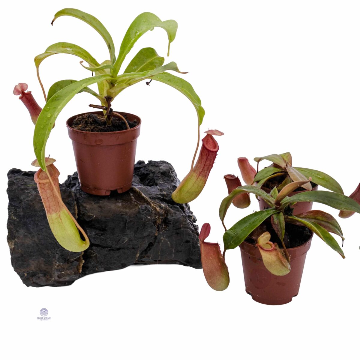 Side profile of Nepenthes pitcher plant in pot with visible logo watermark