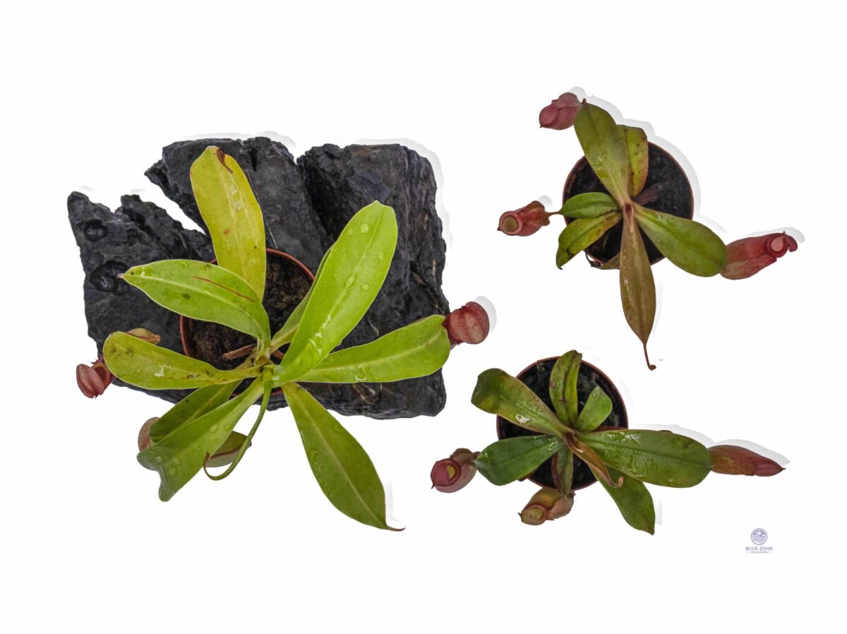 Top-down view of Nepenthes showing leaf spread and developing pitchers