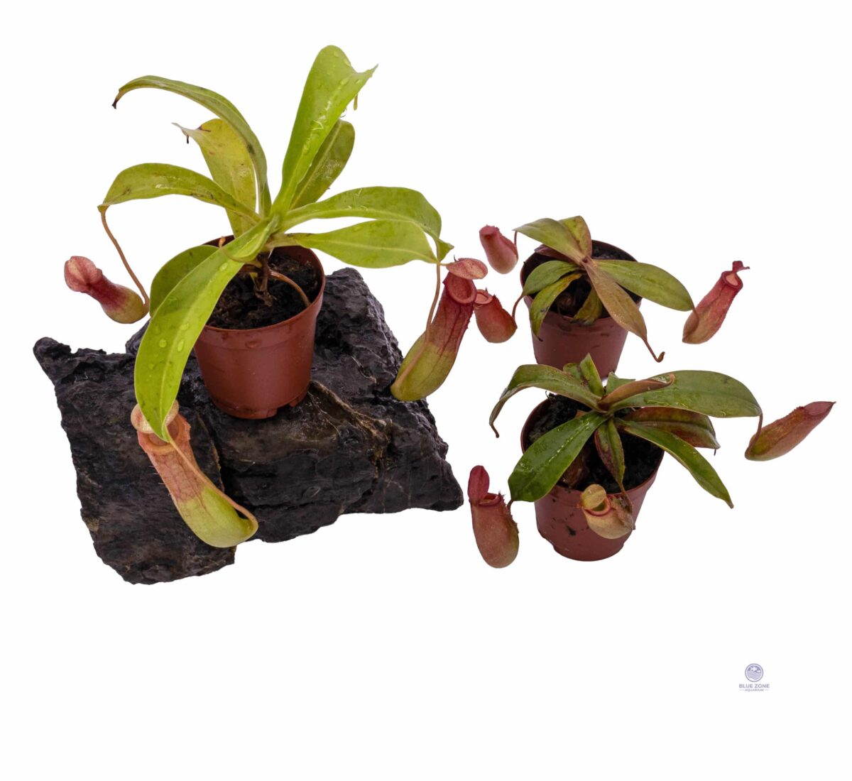 Red Nepenthes hybrid in nursery pot with two visible pitchers