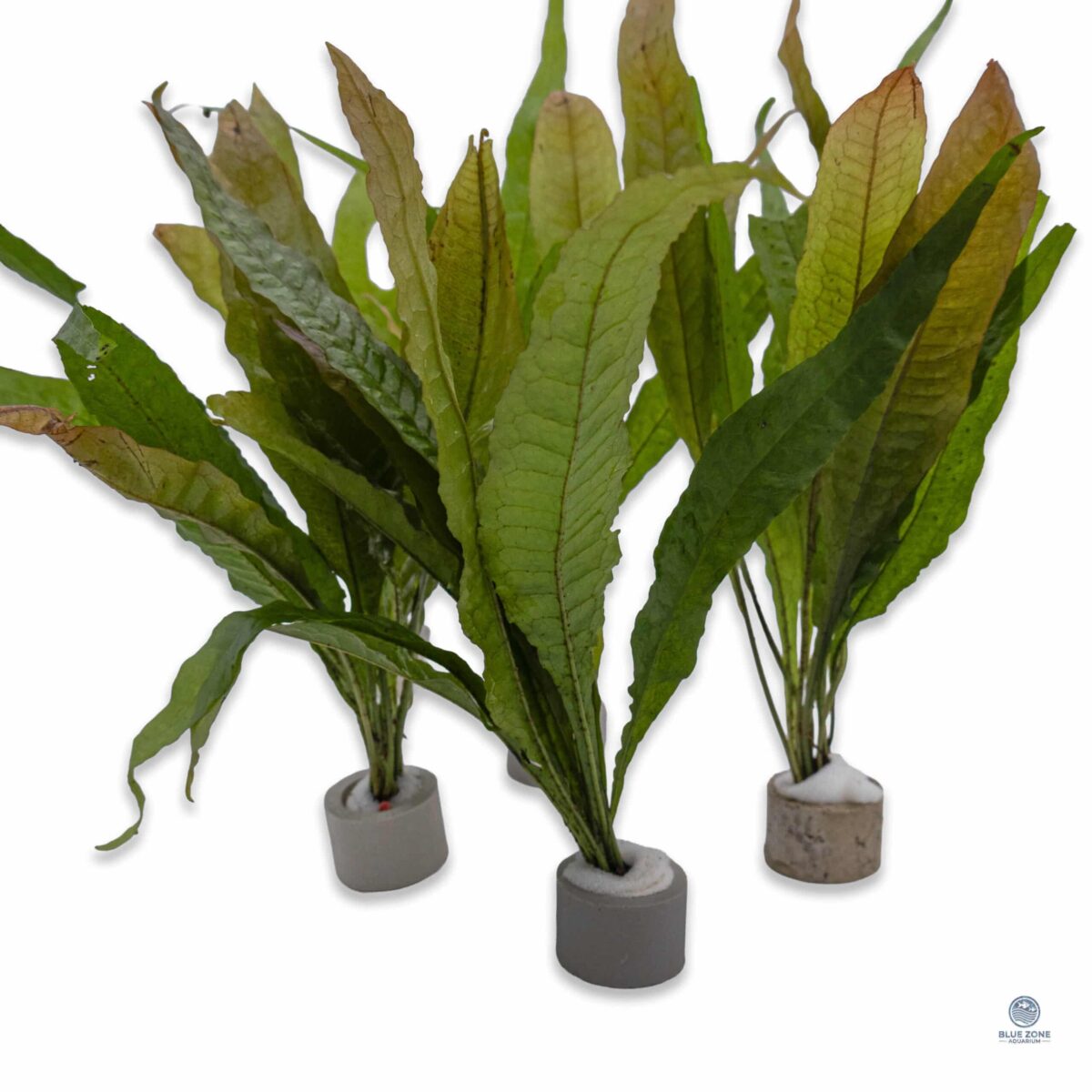 Group of Java Fern Red plants anchored in ceramic rings with broad green leaves and reddish highlights on a white background.