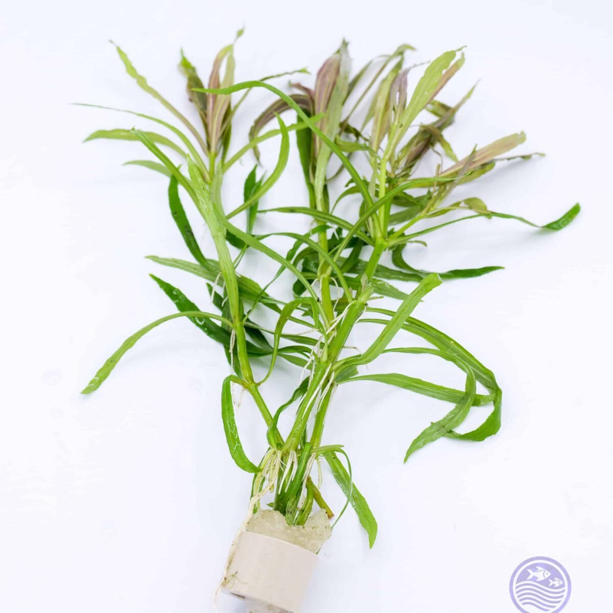 Pogostemon stellatus ‘Octopus’ Narrow Leaf stems in a ceramic ring, ready for aquarium planting