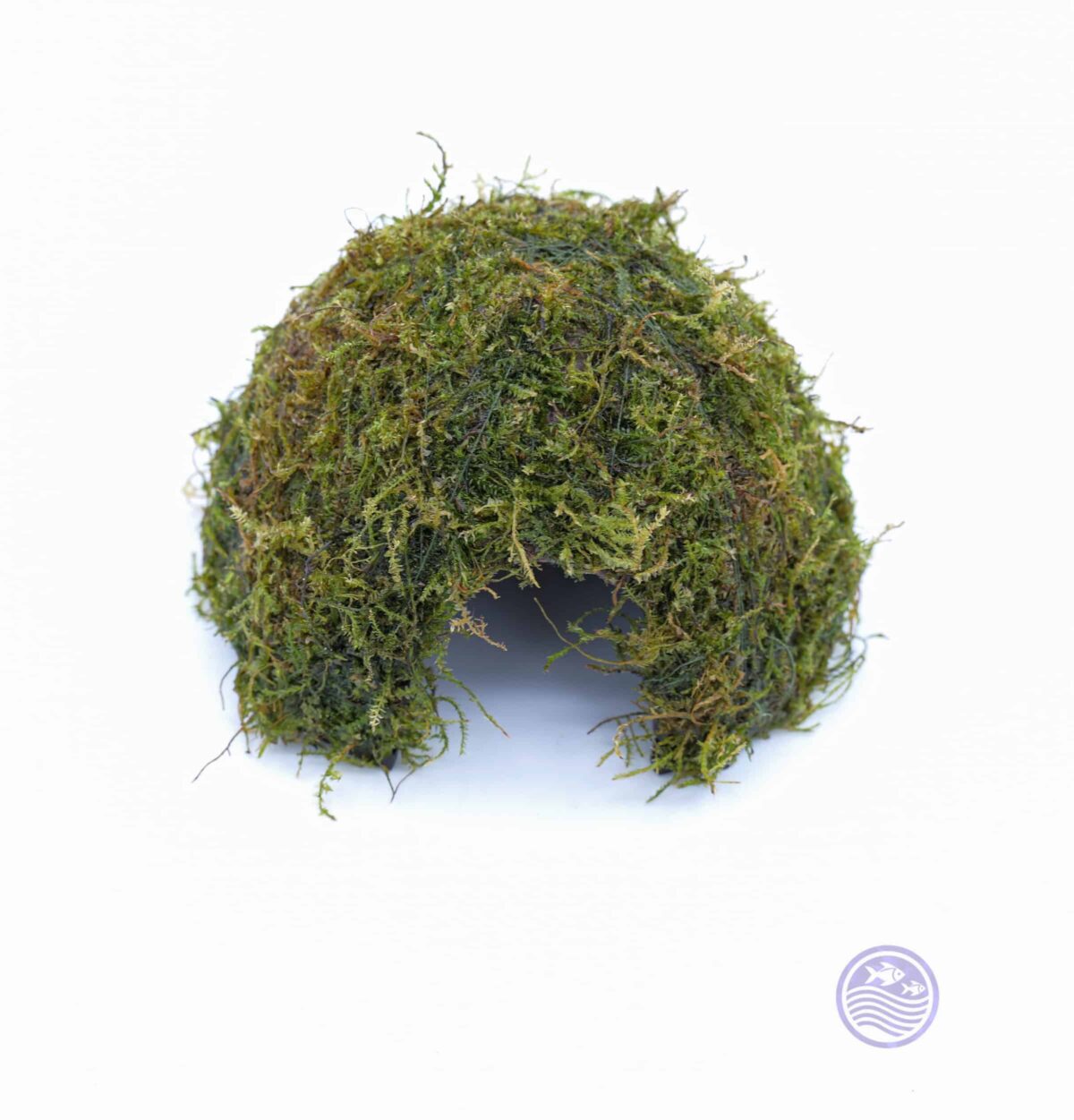 Moss Covered Coconut Cave angled view (without Fern)