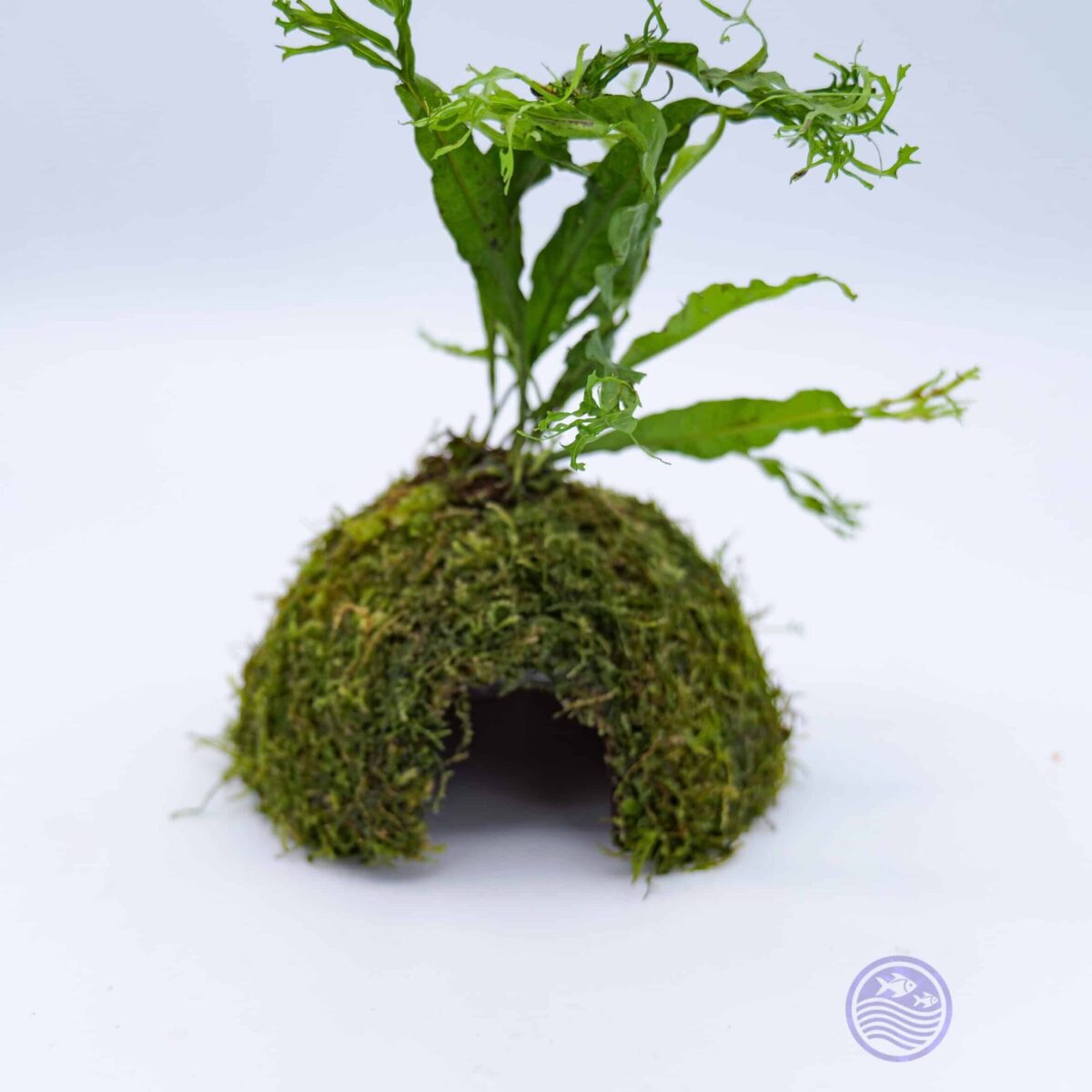 Moss Covered Coconut Cave with Java Fern angled view