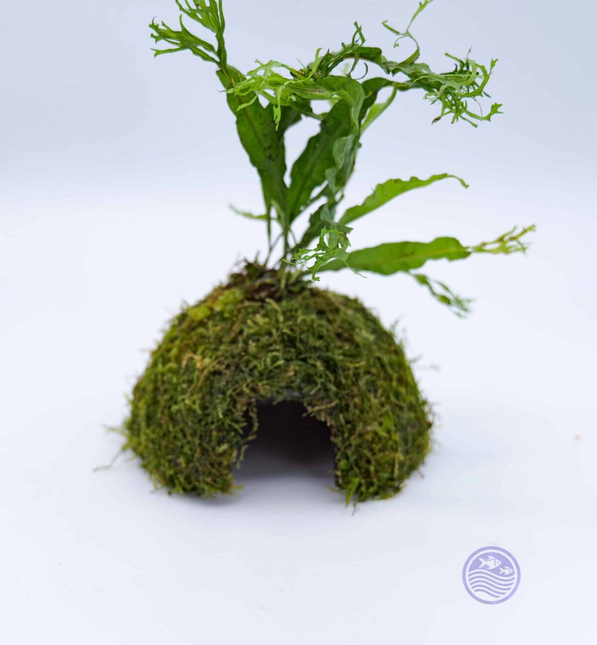 Moss Covered Coconut Cave with Java Fern angled view