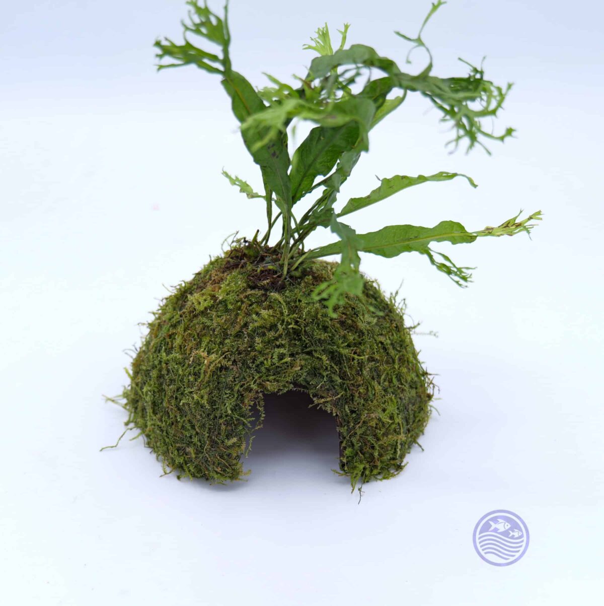 Moss Covered Coconut Cave with Java Fern top view