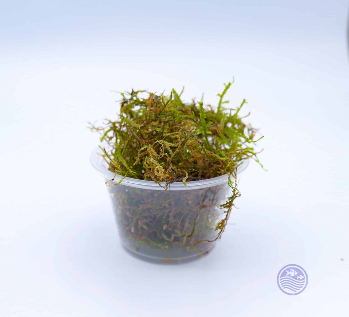 flame Moss four ounce portion