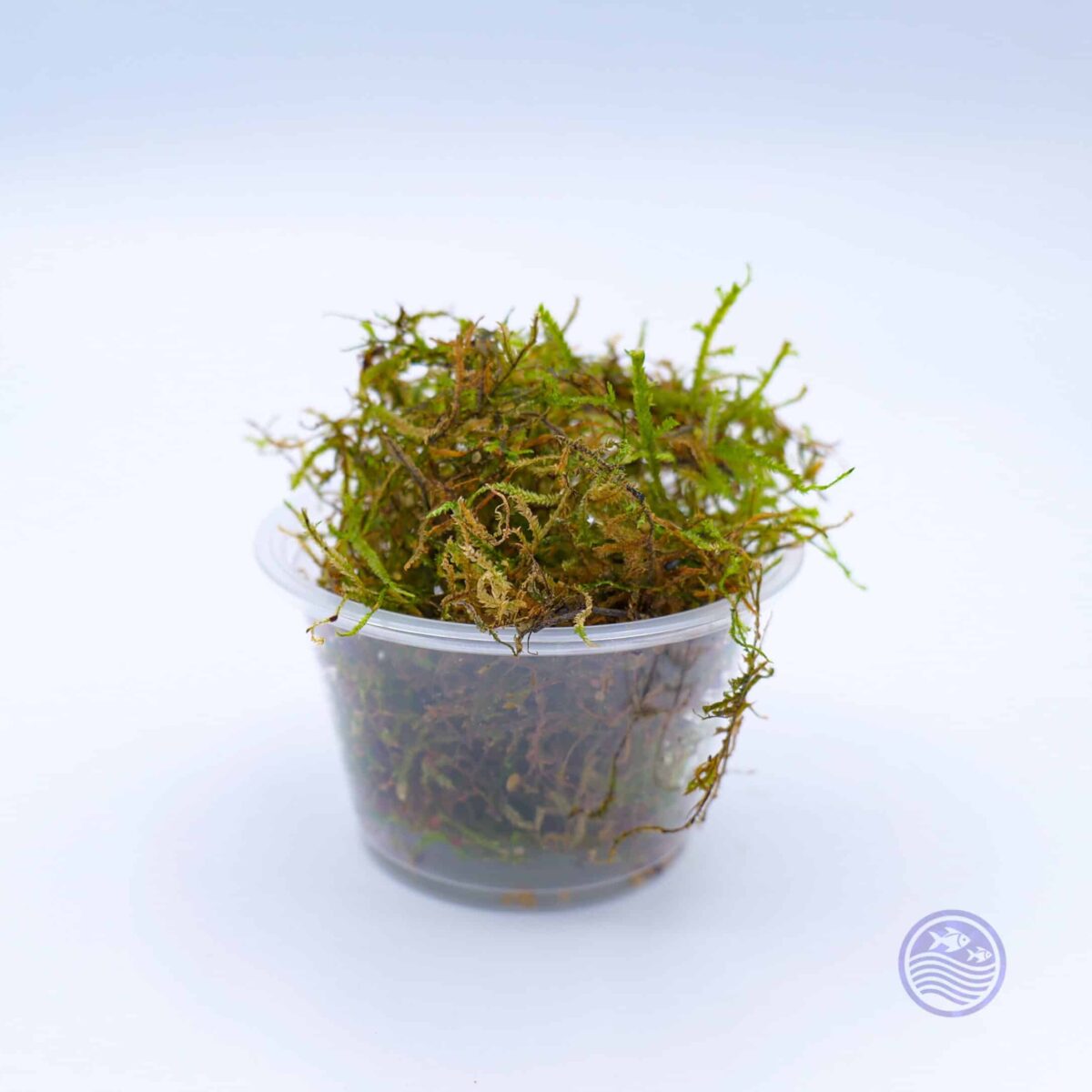 flame Moss four ounce portion