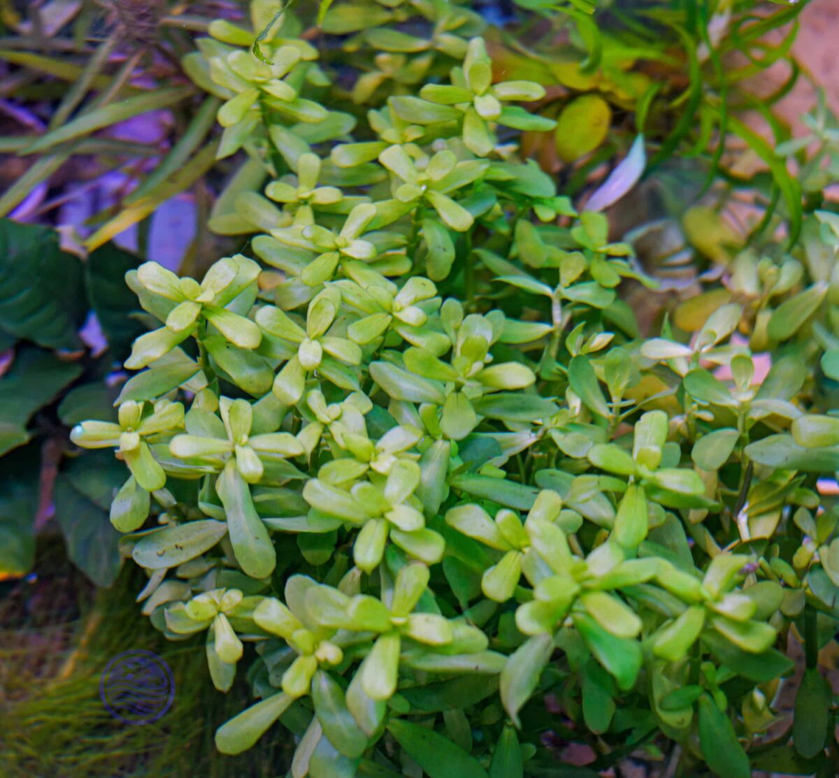 Bacopa monnieri - Image 2