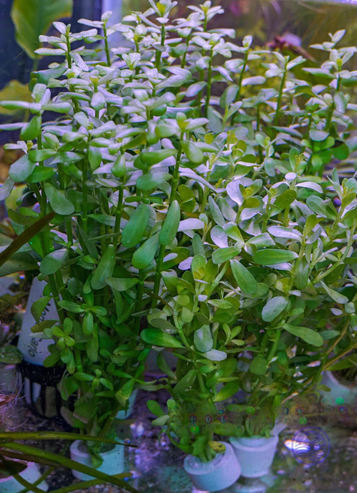 Bacopa monnieri - Image 3