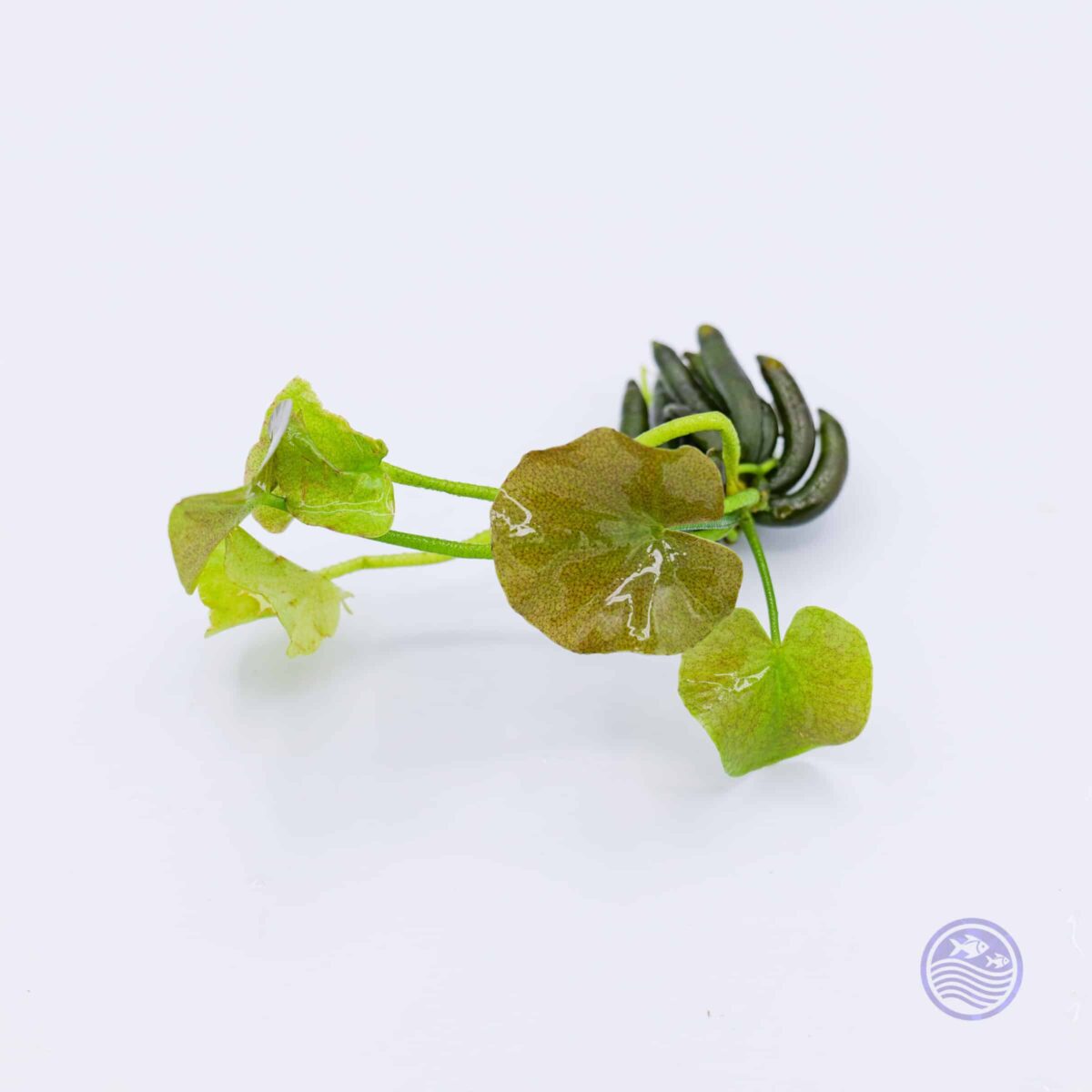 Banana Plant with exposed tubers and green leaves on white background
