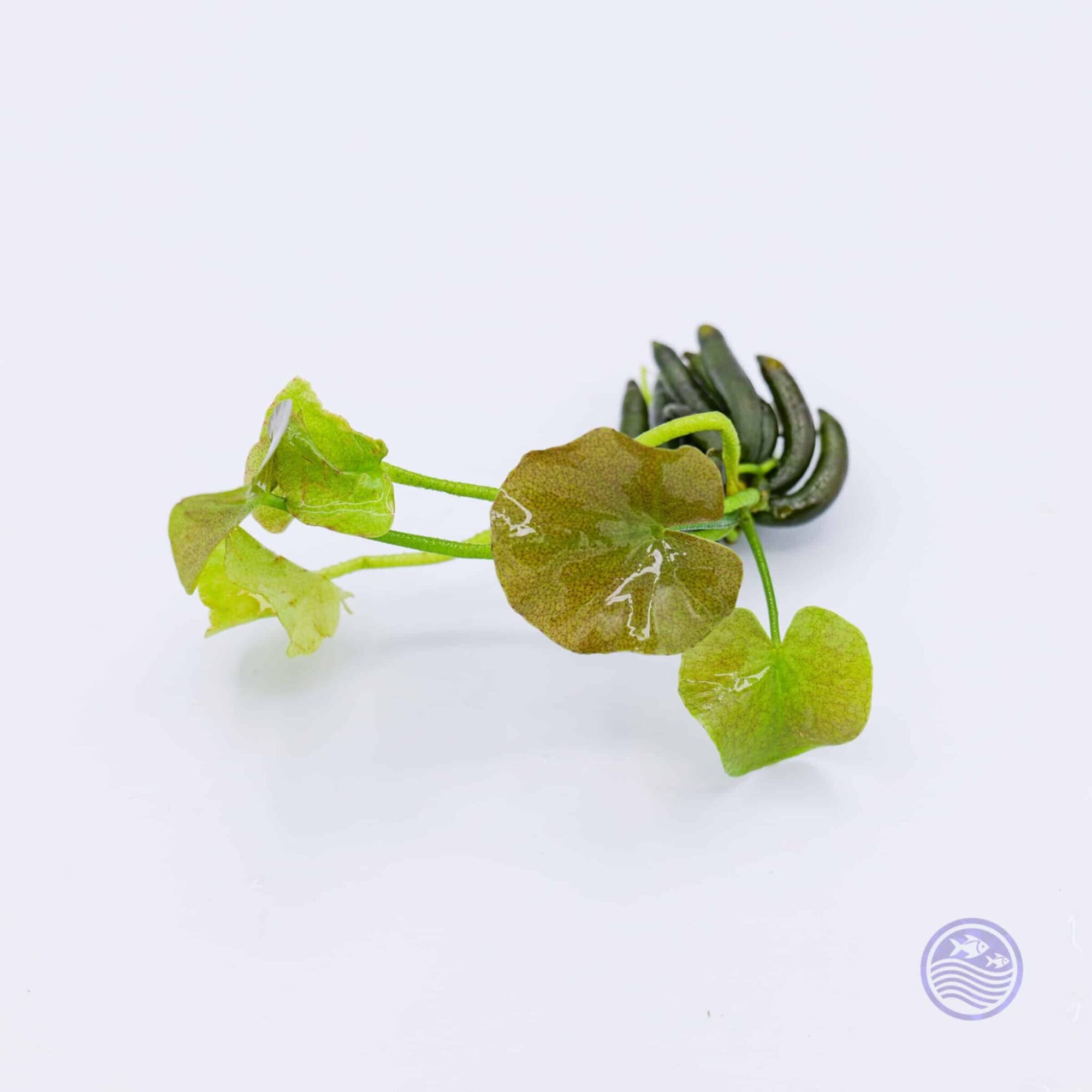 Banana Plant (Nymphoides aquatica)