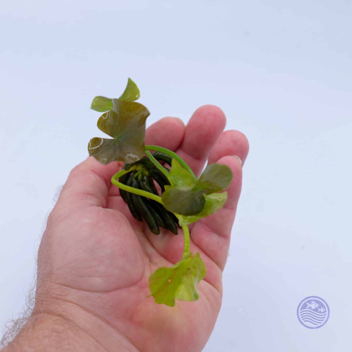 Hand holding a Banana Plant (Nymphoides aquatica) showing tubers and leaves