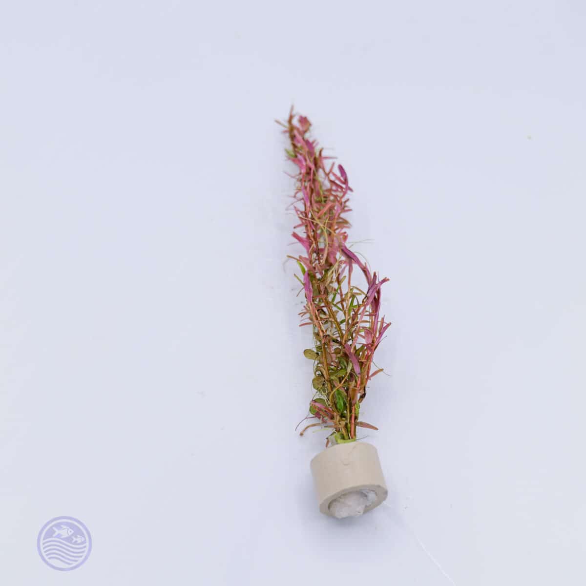 Rotala ‘Orange Juice’ - Image 3