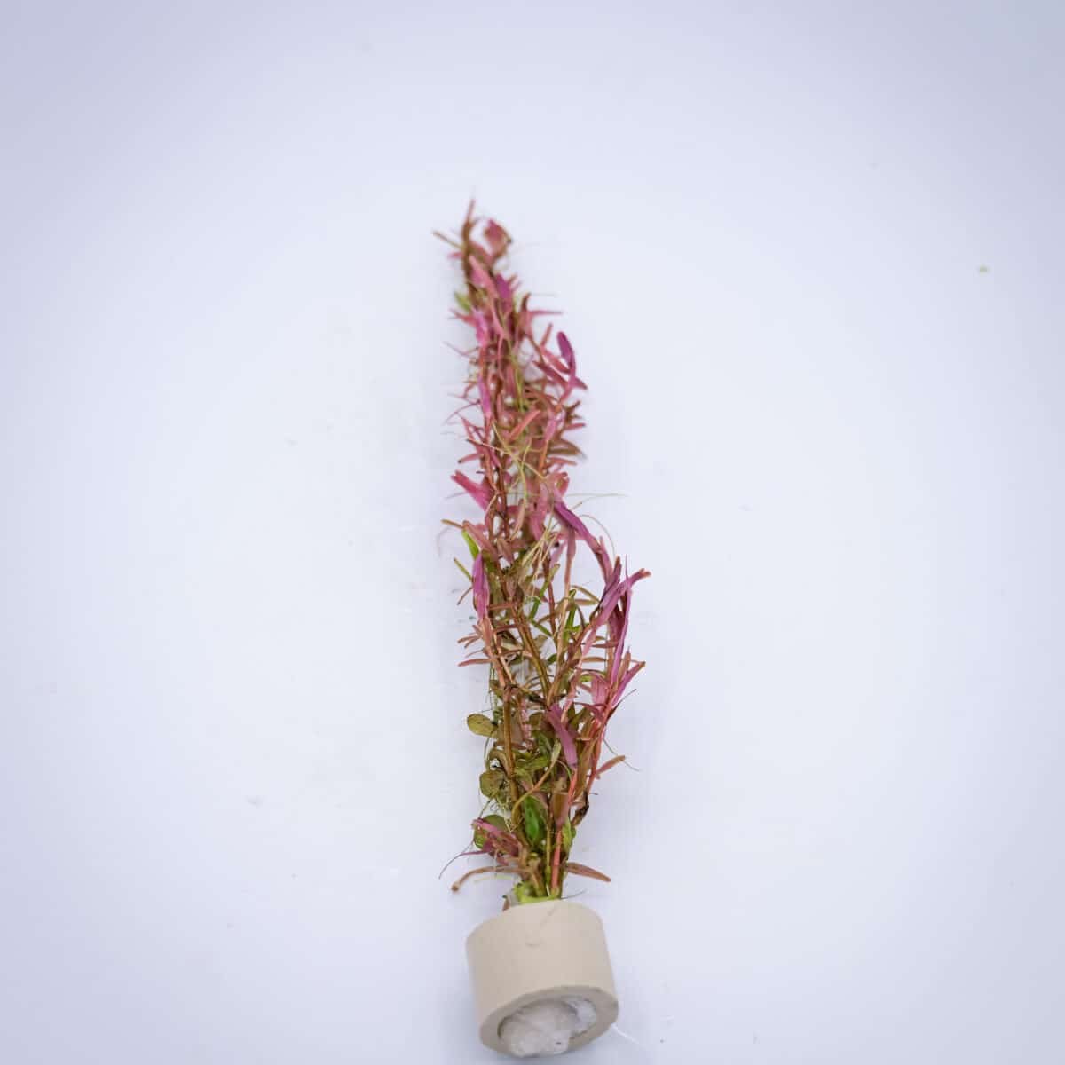 Rotala ‘Orange Juice’