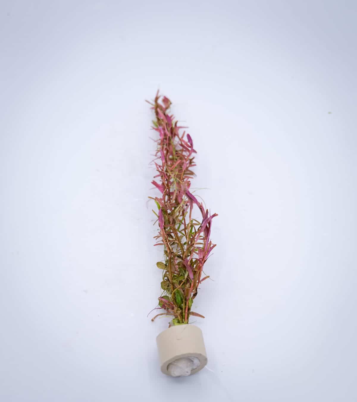 Rotala ‘Orange Juice’