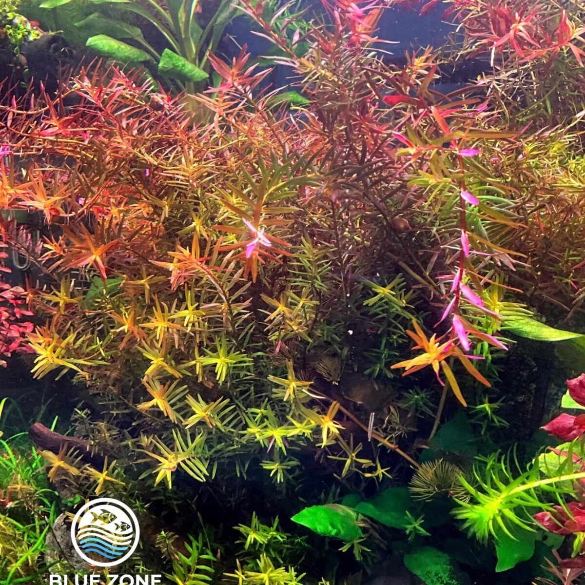 Rotala Vietnam HRA Large weighted bunch