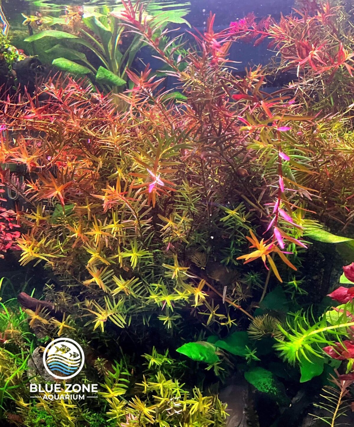 Rotala Vietnam HRA Large weighted bunch