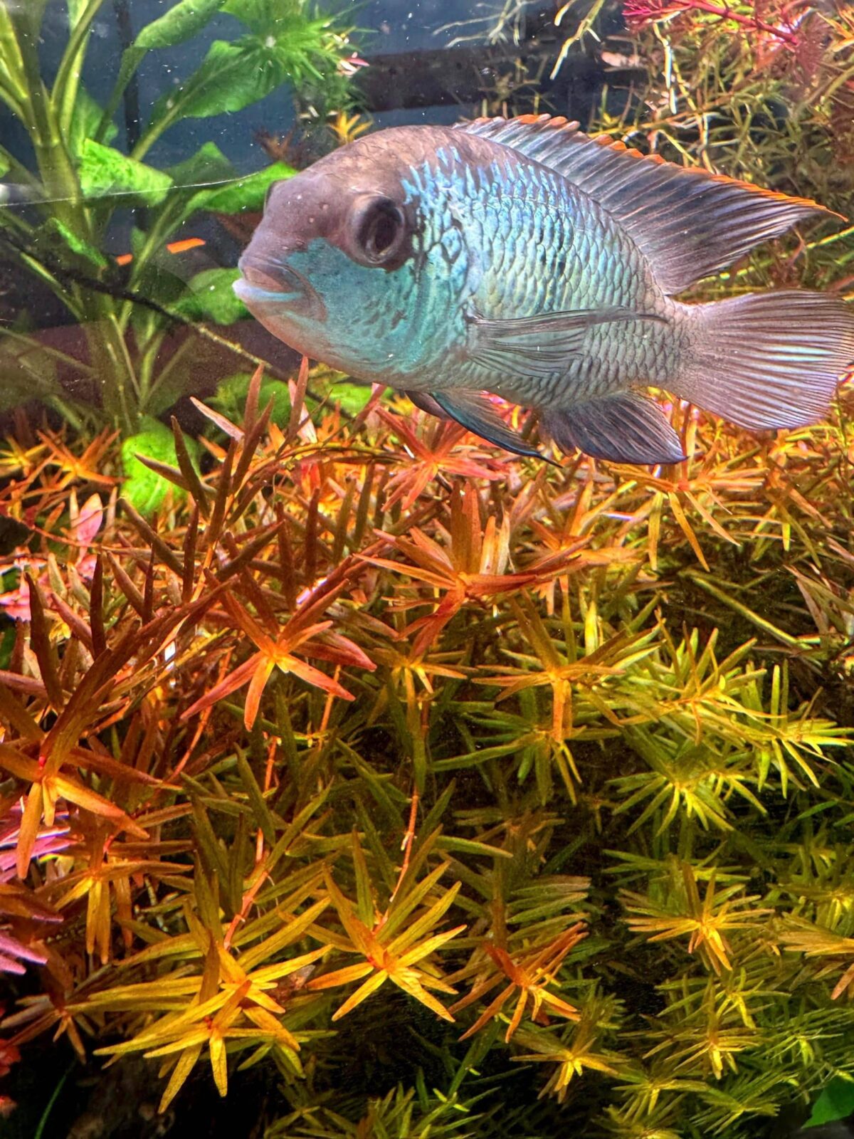 Rotala Vietnam HRA Large weighted bunch