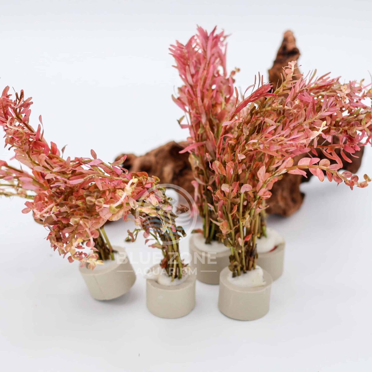 Rotala Orange Juice Live Aquarium Plant | Emersed Weighted Bunch | Bright Color | Fast Growing | Please Read Description Note