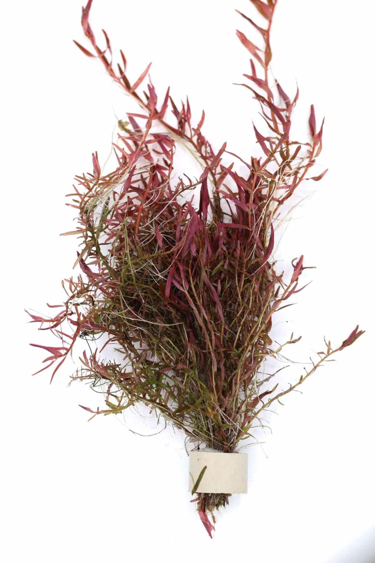 Rotala Vietnam HRA Large weighted bunch